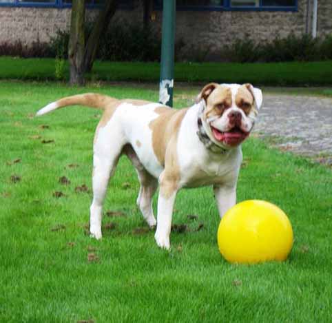 american bulldog